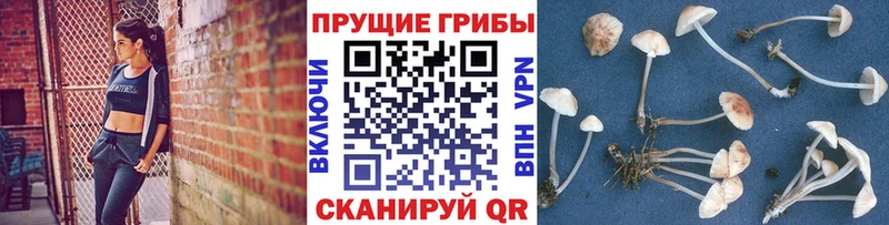 Псилоцибиновые грибы Magic Shrooms  Купить закладки  Избербаш 